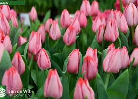 Tulipa Lydia ® (3)